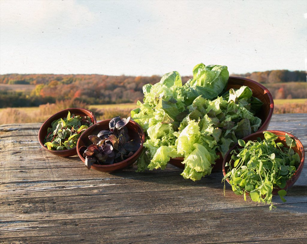 Pick'd Microgreens Food Photography | Retail Photography