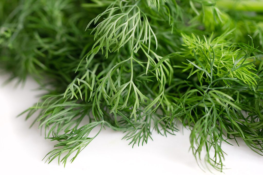 Pick'd Microgreens Food Herb Photography | Retail Photography