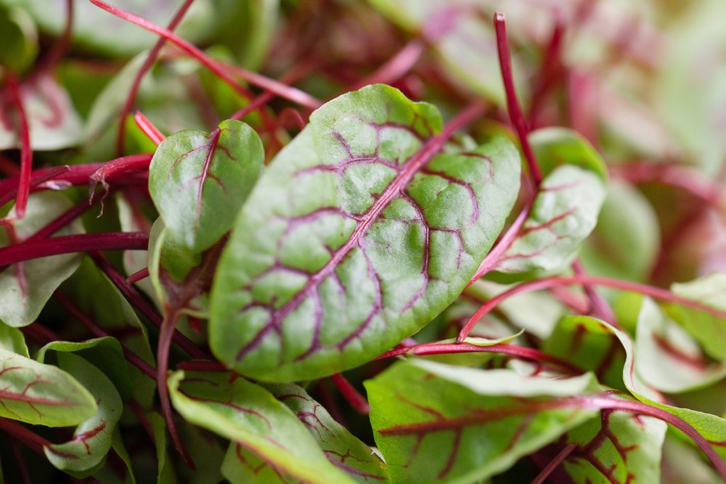 Pick'd Microgreens Food Photography | Retail Photography