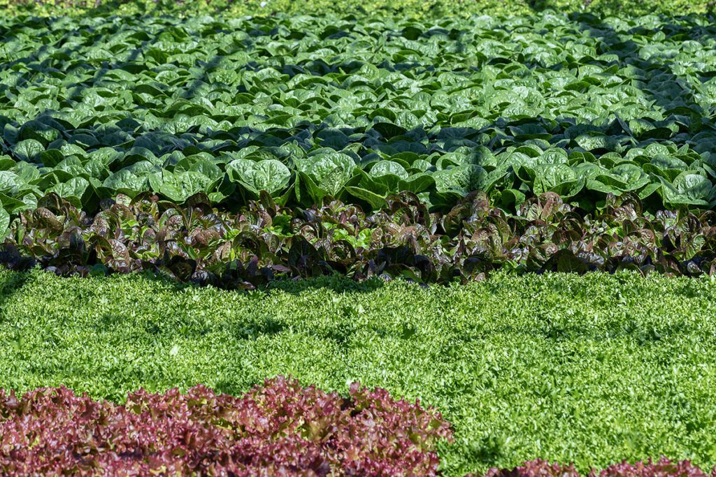Pick'd Microgreens Food Facility Photography | Retail Photography