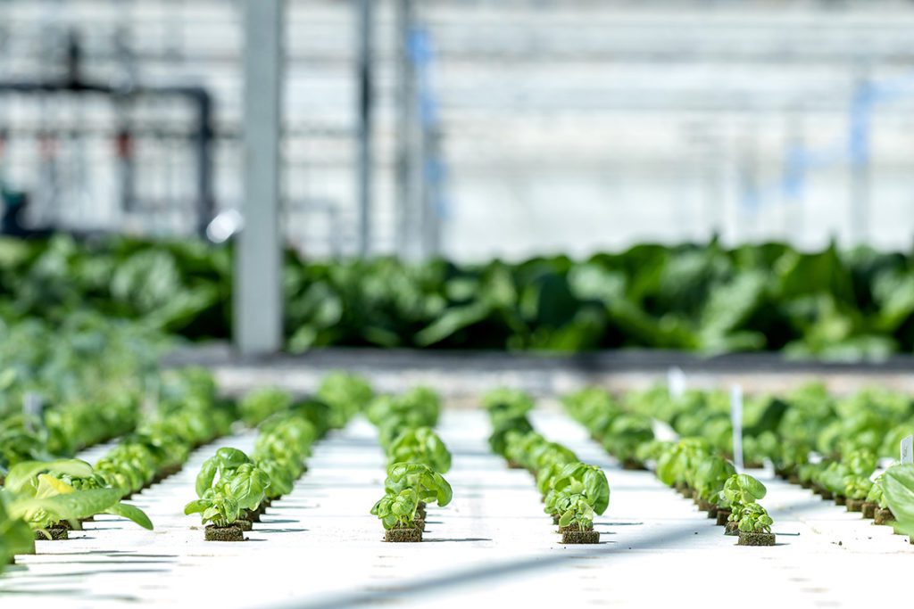 Pick'd Microgreens Food Facility Photography | Retail Photography