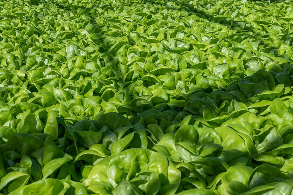 Pick'd Microgreens Food Facility Photography | Retail Photography